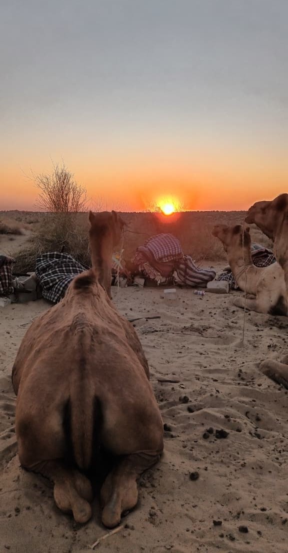 Desert Safari